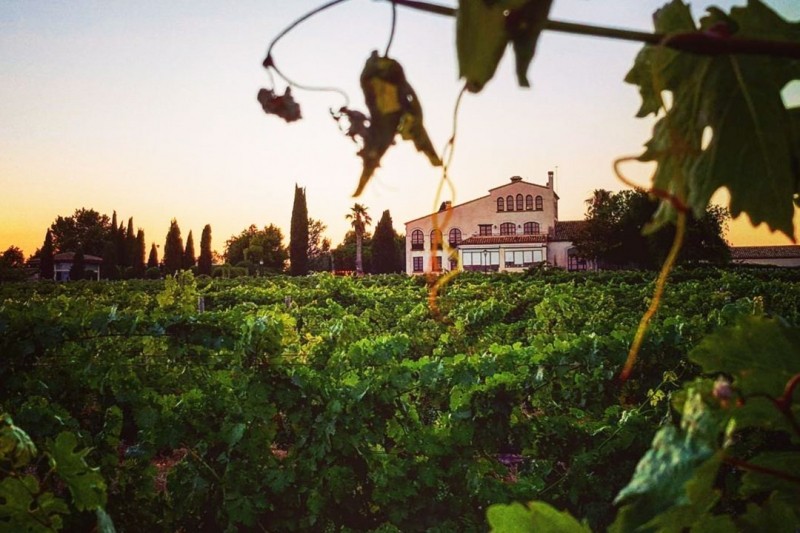 L'Orangerie de Clos Barenys - Vista vinyes
